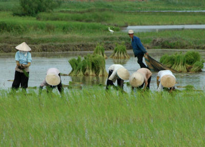 rice harvesting