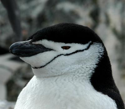 Images of Antarctica