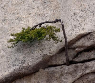 90 degree tree in Yunnan