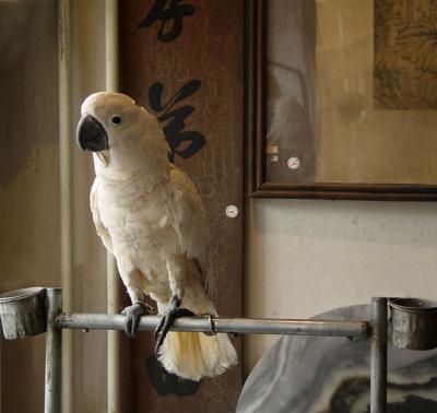 Antique shop in Beijing