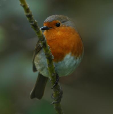 The national bird