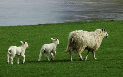 Somerset Spring lambs