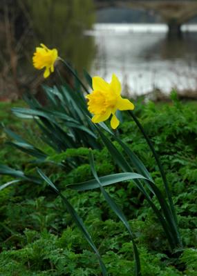 Spring time in London