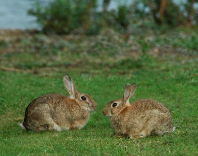 Rabbit talk