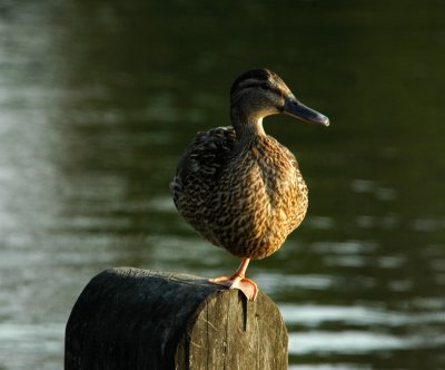 Mallard in the sun
