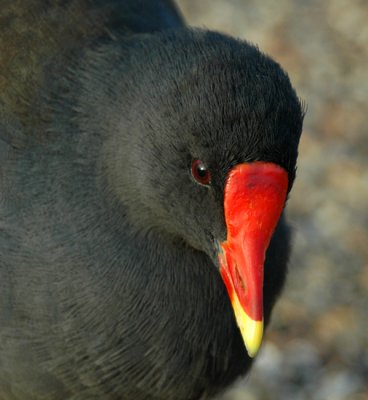 Old Rednose