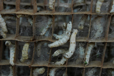 Silkworms in Zuke village