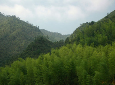 Bamboo green near Shouning