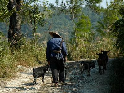 Old goat herd at Santiao