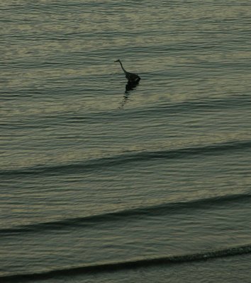 Fishing at dusk