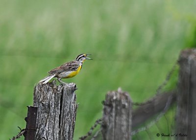 20080611 163 Eastern Meadowlark.jpg