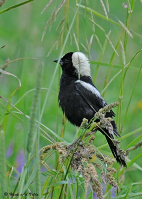 20080624 - 300 188 Bobolink.jpg