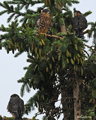 20080730- D300 011 Merlins Juv.jpg