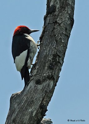 20080625 - 300 548 Red-headed Woodpecker.jpg