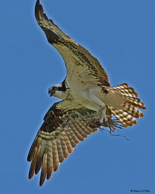 20080710- D200 203 Osprey.jpg