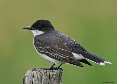 20080624 - 300 247 Eastern Kingbird.jpg