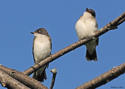 20080729- D300 095 Eastern Kingbirds (Juv).jpg