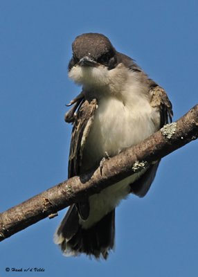 20080729- D300 098 Eastern Kingbird (Juv).jpg