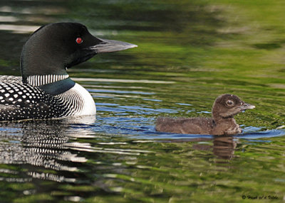 20080625 - 300 387 Common Loon imm 11 to 12 days old 2.jpg