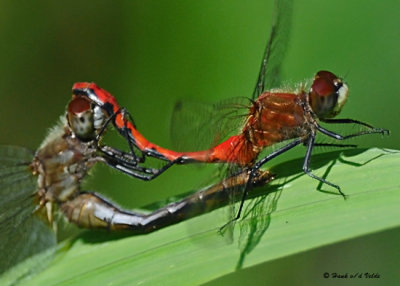 20080822 D300 016 Dragonflies - Meadowhawks.jpg