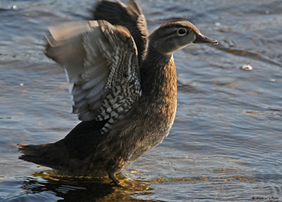 20080814 D300 490 Wood Duck SERIES.jpg