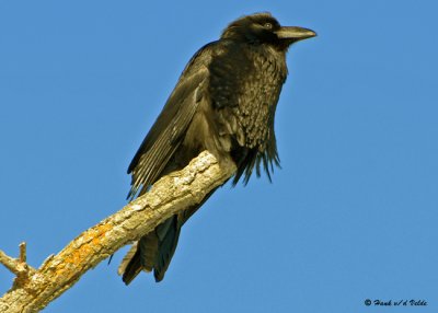 20090115 162 Common Raven.jpg