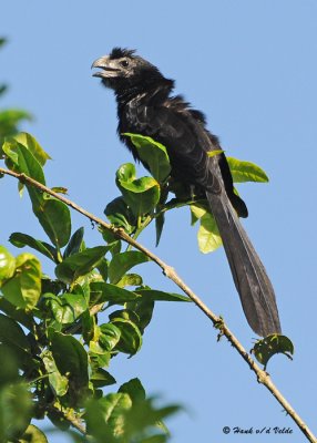 20090212 CR  2 676 Groove-billed Ani.jpg