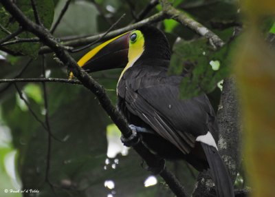 20090212 CR # 1 756 Chestnut-mandibled Toucan.jpg