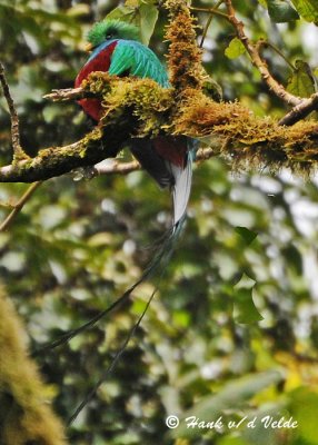 20090212 CR # 3 248 Resplendent Quetzal SERIES.jpg