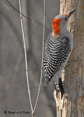 20090316 034 Red-bellied Woodpecker (f).jpg
