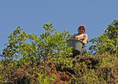 20090212 CR # 1 001 Coffee Picker.jpg