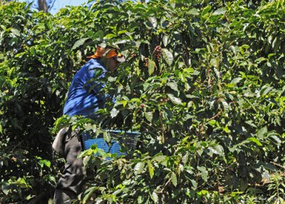 20090212 CR # 1 007 Coffee picker.jpg