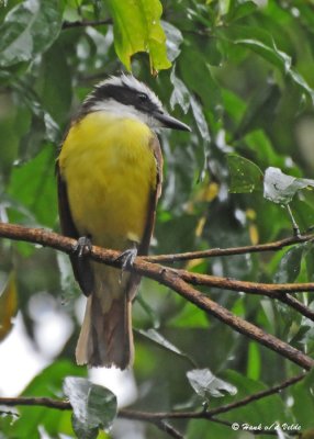 20090212 CR # 1 1764 Great Kiskadee.jpg