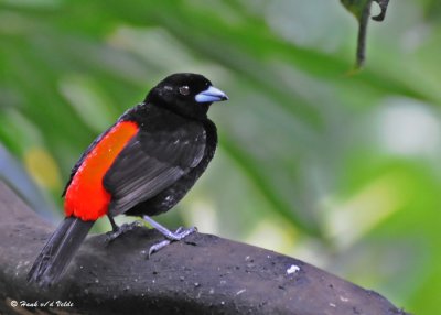 20090212 CR # 1 916 Passerimi's Tanagers (M).jpg