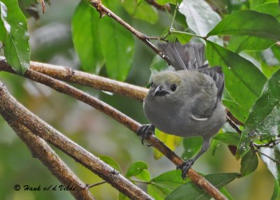 20090212 CR # 1 1695 Palm Tanager.jpg