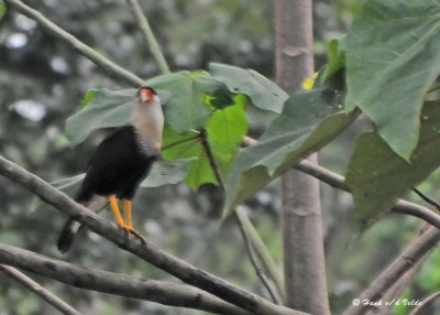 20090212 CR # 2 524 Crested Caracara.jpg