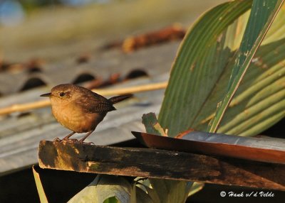 20090212 CR # 2 539 House Wren.jpg