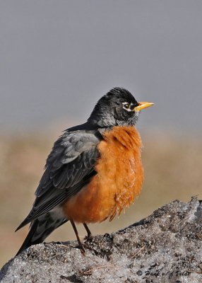 20090327 225 American Robin.jpg