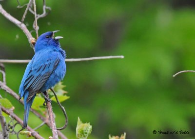 20090522 133 Indigo Bunting.jpg