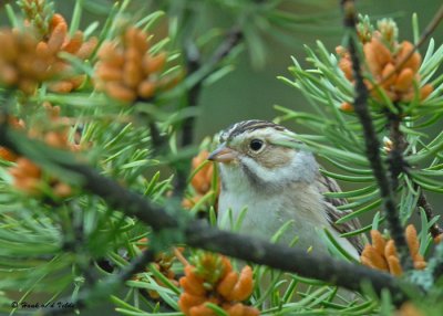 20090602 338 Clay-colored Sparrow - SERIES.jpg