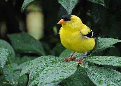 20090701 165 American Goldfinch - SERIES.jpg