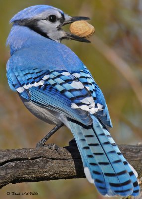 20091108 374 Blue Jay3 NX2.jpg