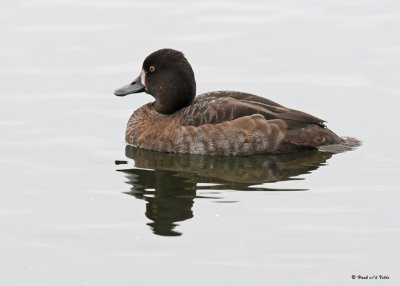 20091030 028 Lesser Scaup.jpg