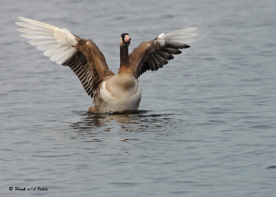 20091202 027 Canada Goose Hybrid NX2 - SERIES.jpg