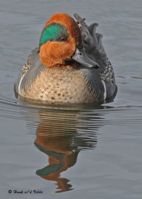 Teal and Wigeons