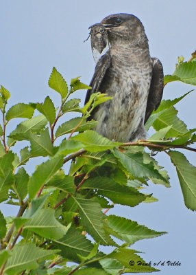 20090725 182 Purple Martin SERIES.jpg