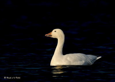 20091117 389 Snow Goose2a.jpg