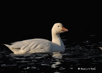 20091117 301 Snow Goose4.jpg