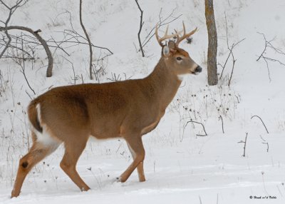 20091210 041 White-tailed Deer.jpg