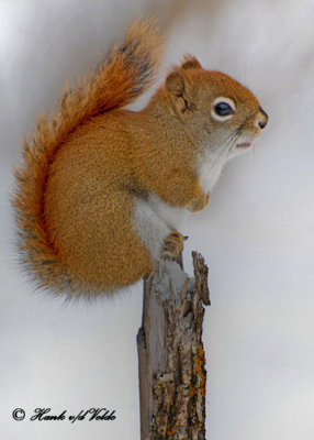 20091214 030 Red Squirrel .jpg